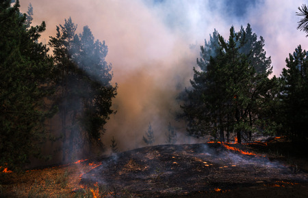 fire. wildfire, burning pine forest in the smoke and flames.の写真素材