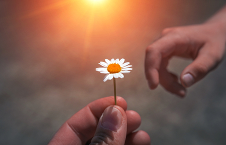 Boy's hand giving wild flower with love. beautiful backgroundの写真素材
