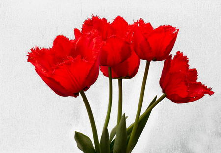 
flowers, red tulips. bouquet of isolated scarlet tulips greeting card.の写真素材