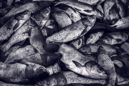 industrial fishing. poaching, illegal fishing and seafood.の写真素材