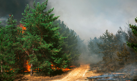 fire. wildfire, burning pine forest in the smoke and flames.の写真素材