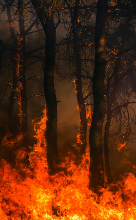fire. wildfire, burning pine forest in the smoke and flames.
