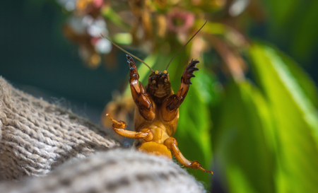 Harmful insect, earthy agricultural pest. pest control.