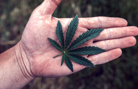 sheet of marijuana in the palm of your hand. hemp medicines drug.の写真素材