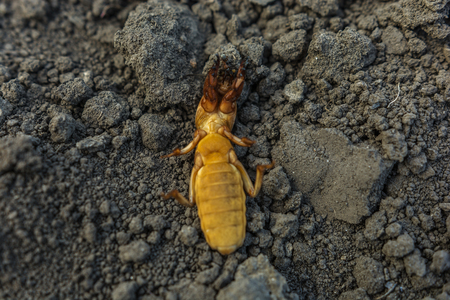  harmful insect, earthy agricultural pest. pest control.