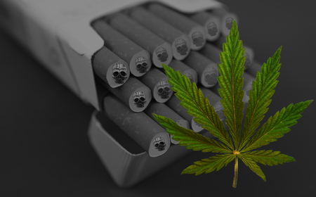 bush marijuana on blurred  background. bush cannabis.の写真素材