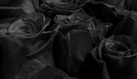black roses isolated on a black background. Greeting card with rosesの写真素材