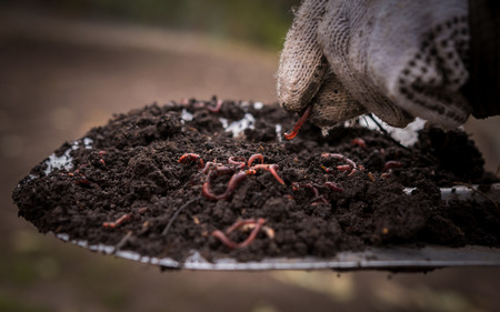 Californian worm doing fertilizer. agriculture and soil fertilization.の写真素材