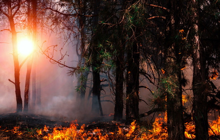 fire. wildfire at sunset, burning pine forest in the smoke and flames.の写真素材