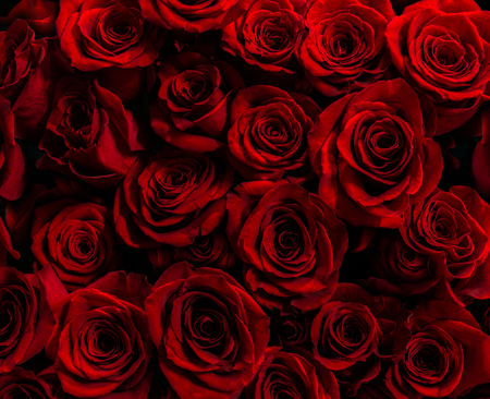 fresh red roses isolated on a black background.vertical greeting card with rosesの写真素材