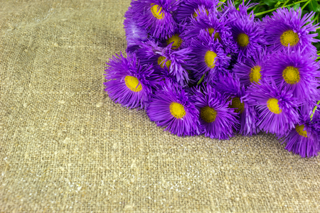 chrysanthemums, chamomile flowers on coarse cloth, burlap. background for greeting card.の写真素材