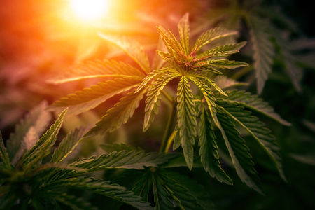 bush marijuana on blurred  background. bush cannabis.の写真素材