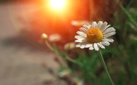 wild daisy flower at sunset, on a blurred backgroundの写真素材