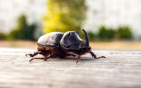 giant beetle beetle close-up, an unusual insect beetle with a horn at sunset.