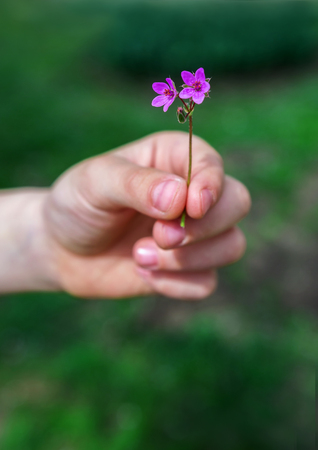Hand gives a wild flower with love on the blured background.の写真素材