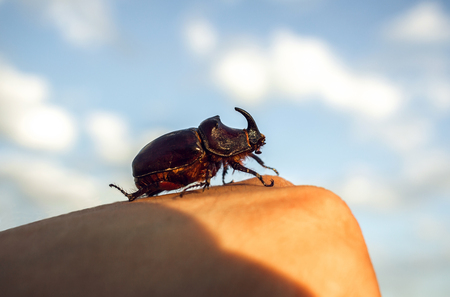 giant beetle beetle close-up, an unusual insect beetle with a horn at sunset.の写真素材