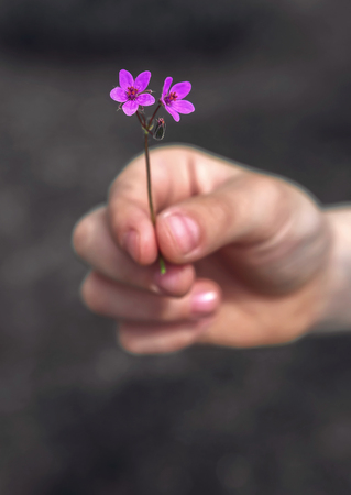 Children's hand giving wild flower with love. beautiful backgroundの写真素材