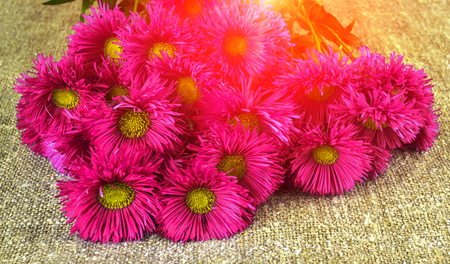 chrysanthemums, chamomile flowers on coarse cloth, burlap. background for greeting card.の写真素材