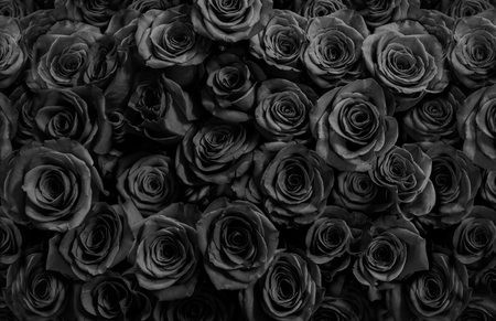 black roses isolated on a black background. Greeting card with rosesの写真素材