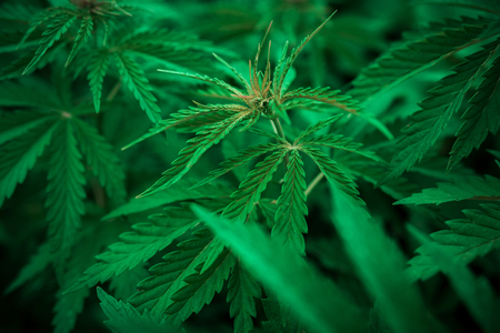 bush marijuana on blurred  background. bush cannabis.の写真素材