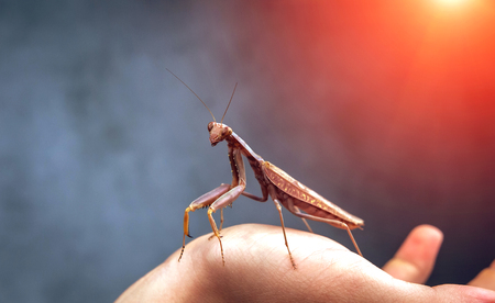 Insect hunter attacks at sunset. Mantis is a terrible monster of wildlife. Mantis in attack.の写真素材