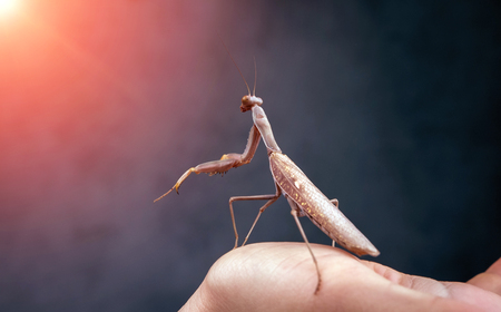 Insect hunter attacks at sunset. Mantis is a terrible monster of wildlife. Mantis in attack.の写真素材