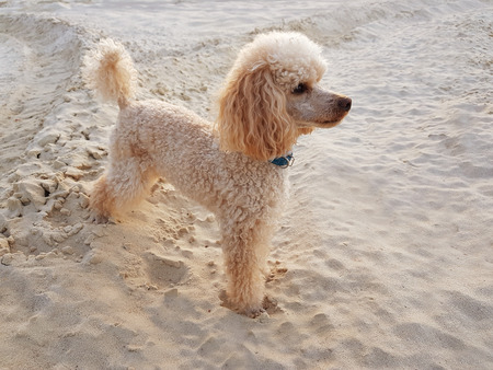 Cute poodle puppy of cream color, pet at the background of the sky.の写真素材