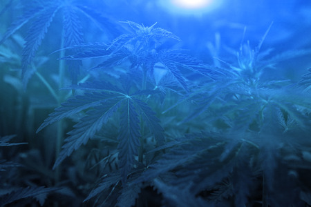 bush marijuana on blurred  background. bush cannabis at sunset.の写真素材
