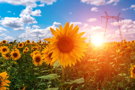 High-voltage power lines in the field with sunflowers, against the background of clouds at sunset.の写真素材