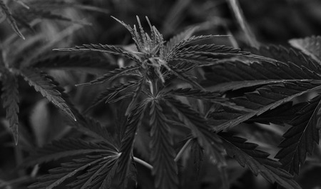 bush marijuana on blurred  background. bush cannabis.の写真素材