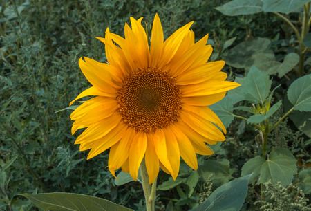 sunflower summer flower close-up. agroculture, harvest.の写真素材