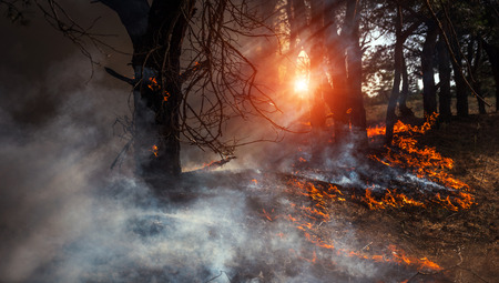 fire. wildfire at sunset, burning pine forest in the smoke and flames.の写真素材