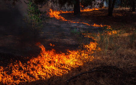 fire. wildfire, burning pine forest in the smoke and flames.の写真素材