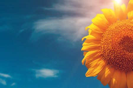 sunflower summer flower close-up, against a background of clouds at sunset. agroculture, harvest.の写真素材