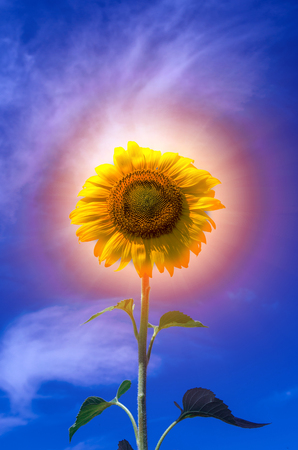 sunflower summer flower close-up. agroculture, harvest.の写真素材