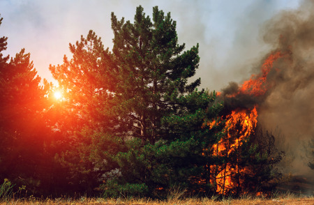 fire. wildfire at sunset, burning pine forest in the smoke and flames.の写真素材