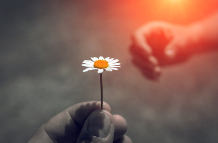 girl's hand giving wild flower with love at sunset. beautiful backgroundの写真素材