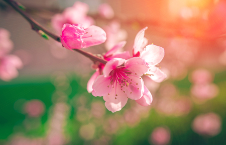 wild flowers sakura bush sunset in the blurry backgroundの写真素材