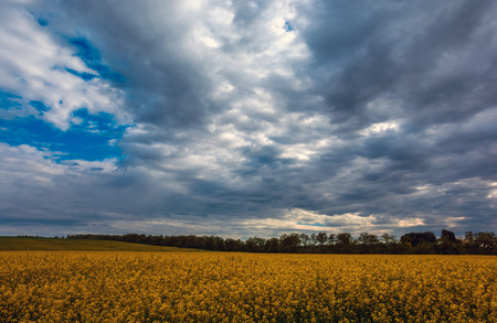 Canola field, landscape on a background of clouds. Canola biofuel, organic.の写真素材