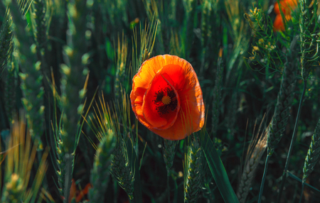 wild flowers poppies in a field with grass at sunsetの写真素材