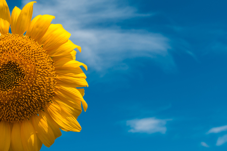 sunflower summer flower close-up. agroculture, harvest.の写真素材