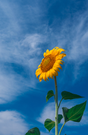 sunflower summer flower close-up, against a background of clouds. agroculture, harvest.の写真素材