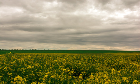 Canola field, landscape on a background of clouds. Canola biofuel, organic.の写真素材