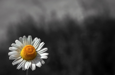 wild daisy flower in the morning on black background.の写真素材