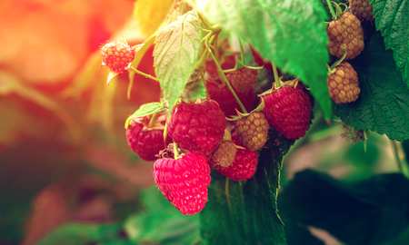 ripe raspberries in garden at sunset. Red sweet berries growing on raspberry bush.の写真素材