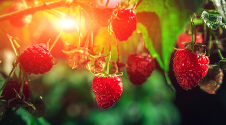 ripe raspberries in garden at sunset. Red sweet berries growing on raspberry bush.の写真素材
