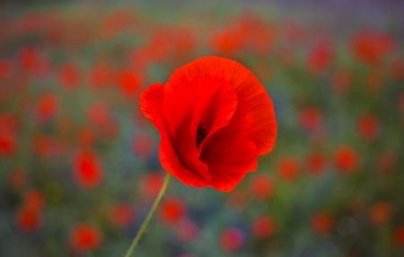 wild flowers poppies in a field with grass at sunsetの写真素材