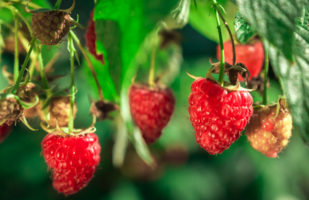 ripe raspberries in garden. Red sweet berries growing on raspberry bush.