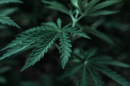 bush marijuana on blurred  background. bush cannabis.の写真素材