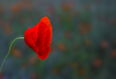 wild flowers poppies in a field with grass at sunsetの写真素材